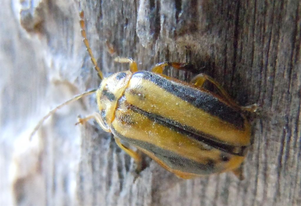 Xanthogaleruca luteola